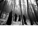 the_ forest_ cult