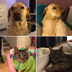 Cat and dog Sport group