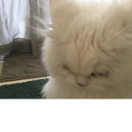 Pablo and Stella
