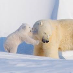 Animals Facts and More