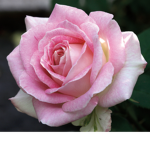 Rose's :D