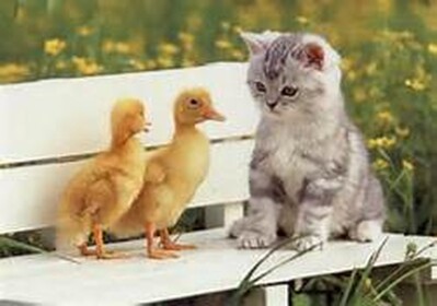 Pet Shop [ROLEPLAY]