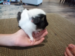 Guiney pig friend,s