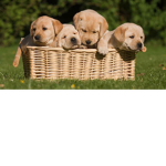 Puppylovepuppys