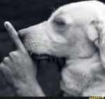 Família Dos Dogs