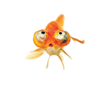 Fish-Studios
