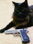 Armed Kitties