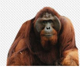 R.I.P Orangutan's Mother