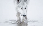 Wolfs228