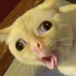 Ela's rats r stinky