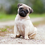Da Pug Bois
