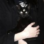 catpuccino's