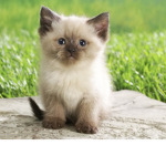 Kittycornrainboe squad!