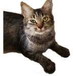 Nyau_Nyau