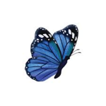 Water from butterflies