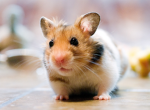 MasonHulkB Gang/Hamster Gang