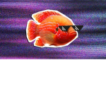 The little guppies