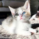Green & Blue Cats