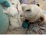 The pug dreamers