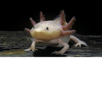 Da Axolotl Club