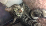 Chatty Catty