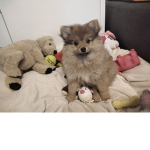 Hi leute1