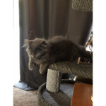 King sir Buddy meow meow
