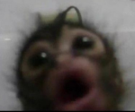 Djsucsmz