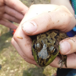 Karas..frogs