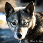 shadowwolfZ1231