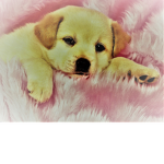 puppy & fun
