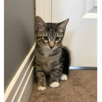 Bedwars kittens