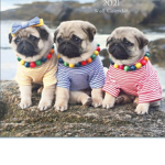 The pug band
