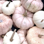 Pinky punkin squad