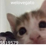 welovegato