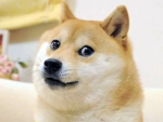 Doge Army XD