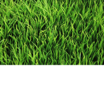 Greenish Grass