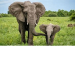 Save The Elephants Group