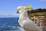 Bird Fans Official Group!