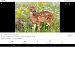 happy animal's