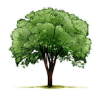 Tree fanatics
