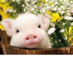 Spoiled-pigs