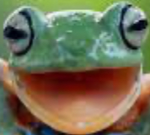 Frogyboyarmy!