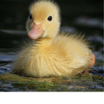 Duckling hive