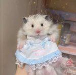 Alice’s Store
