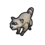Raccoon Pet