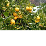 My Lemon fan group!