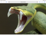 Viper HQ