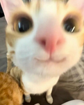 Link's UGC