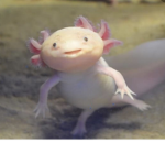 The axolotl club(cult)